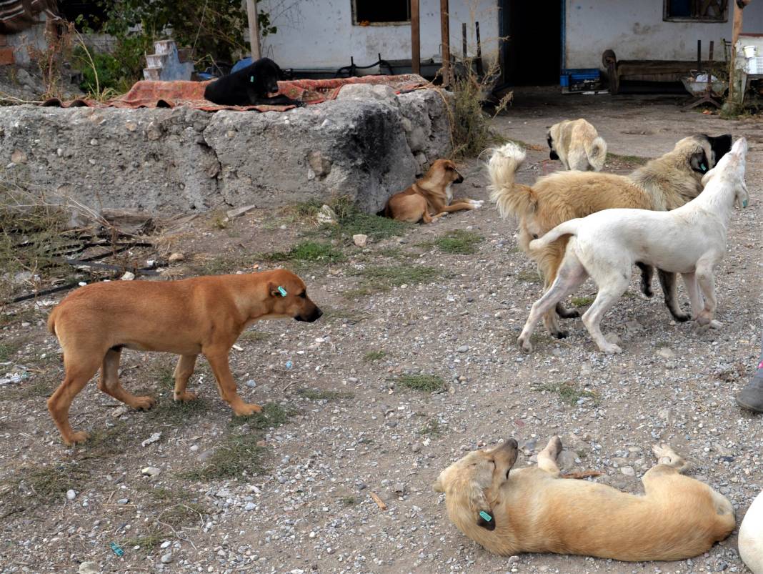 İşte 10 soruda başıboş köpek düzenlemesi! Ötanazi uygulanacak mı? 1